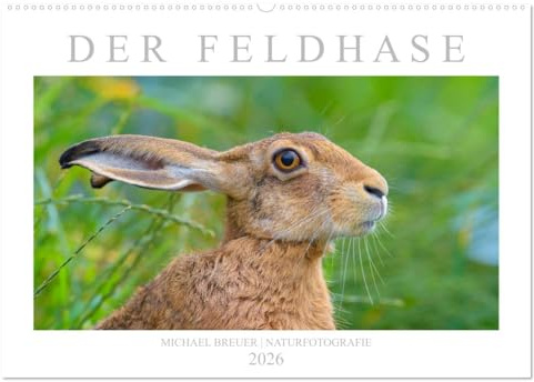 Der Feldhase (Wandkalender 2026 DIN A2 quer), CALVENDO Monatskalender: Einmalige Porträts der Langohren (CALVENDO Tiere)