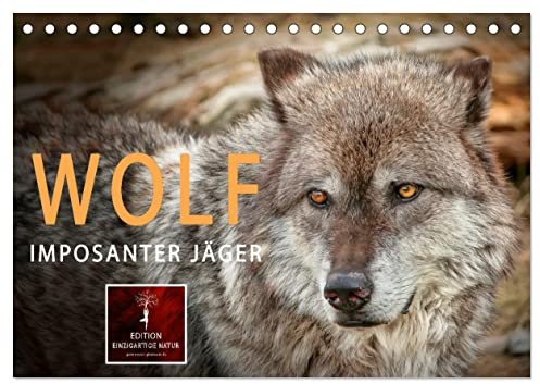 Wolf - Imposanter Jäger (Tischkalender 2026 DIN A5 quer), CALVENDO Monatskalender: Es hat 150 Jahre gedauert, aber jetzt sind sie wieder da - Wölfe. (CALVENDO Tiere)