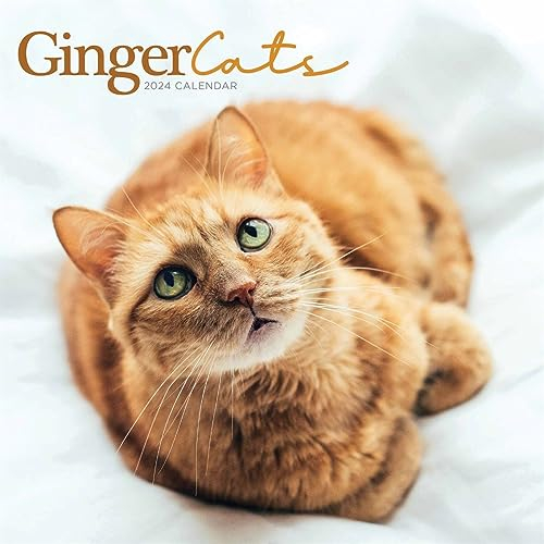 Ginger Cats – Rothaarige Katzen 2024: Original Carousel-Kalender [Mehrsprachig] [Kalender] (Wall-Kalender)