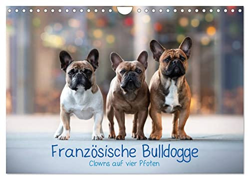 Französische Bulldogge - Clowns auf vier Pfoten (Wandkalender 2025 DIN A4 quer), CALVENDO Monatskalender: Monatskalender, Die Clowns unter den Hunden (CALVENDO Tiere)