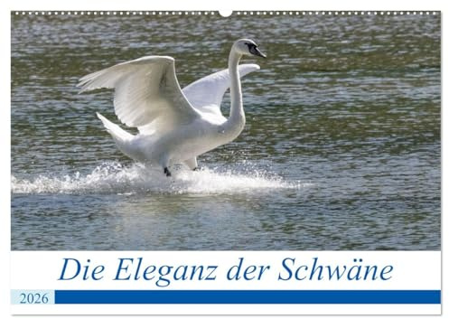 Die Eleganz der Schwäne (Wandkalender 2026 DIN A2 quer), CALVENDO Monatskalender: Schwäne, elegante und beeindruckende Entenvögel. (CALVENDO Tiere)