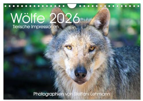 Wölfe 2026. Tierische Impressionen (Wandkalender 2026 DIN A4 quer), CALVENDO Monatskalender: 12 bezaubernde Bilder von wilden Wölfen (CALVENDO Tiere)