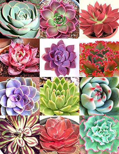 color de la mezcla ECHEVERIA, rara exótico HEN y polluelos suculentos de semillas de floración 100 semillas