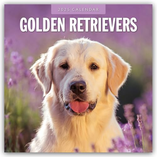 Golden Retrievers – Golden Retriever 2025 – 16-Monatskalender: Original Red Robin Publishing Ltd-Kalender [Mehrsprachig] [Kalender] (Wall-Kalender)