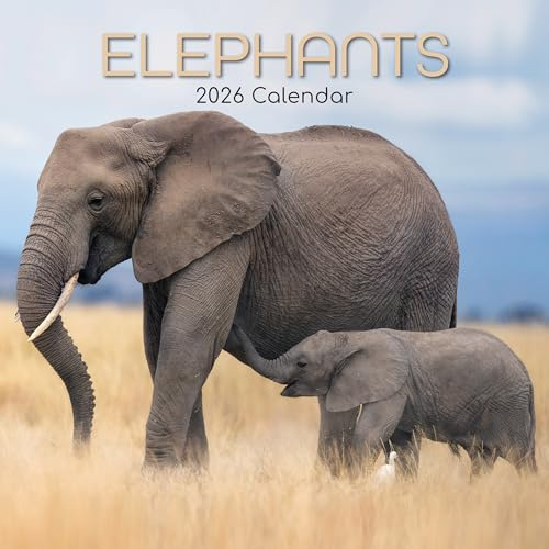 TGSC Elefanten-Kalender 2026, 16 Monate (Septer 2025-Dez. 2026), quadratischer Wandkalender 2026, Planer mit großem Raster für die Organisation zu Hause oder im Büro, Tiere 2026/2025, Kalender UK