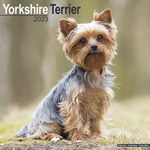 Yorkshire Terrier - Yorkshire Terrier 2023 - 16-Monatskalender: Original Avonside-Kalender [Mehrsprachig] [Kalender] (Wall-Kalender)