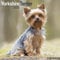 Yorkshire Terrier - Yorkshire Terrier 2023 - 16-Monatskalender: Original Avonside-Kalender [Mehrsprachig] [Kalender] (Wall-Kalender)