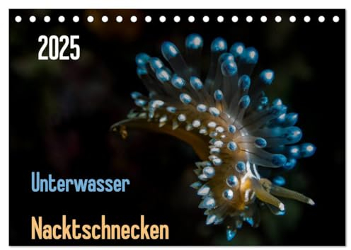 Unterwasser - Nacktschnecken 2025 (Tischkalender 2025 DIN A5 quer), CALVENDO Monatskalender: Schön wie Schmuckstücke der Unterwasserwelt - Nacktschnecken - bunte Faszination (CALVENDO Tiere)