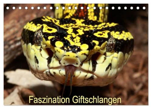 Faszination Giftschlangen (Tischkalender 2026 DIN A5 quer), CALVENDO Monatskalender: verschiedene Giftschlangen aus der ganzen Welt, Traumhaft schön (CALVENDO Tiere)