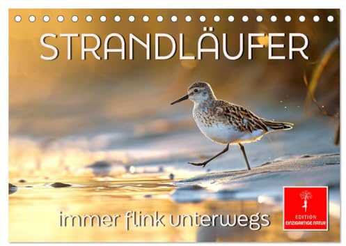 Strandläufer - immer flink unterwegs (Tischkalender 2026 DIN A5 quer), CALVENDO Monatskalender: Liebenswerte Vögelchen - im Laufeifer auf Nahrungssuche (CALVENDO Tiere)