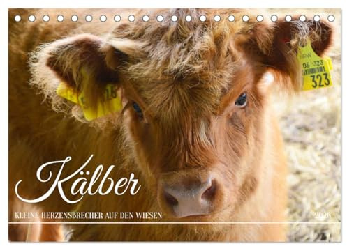 Kälber - Kleine Herzensbrecher auf den Wiesen (Tischkalender 2026 DIN A5 quer), CALVENDO Monatskalender: Gutmütige und niedliche Tiere (CALVENDO Tiere)