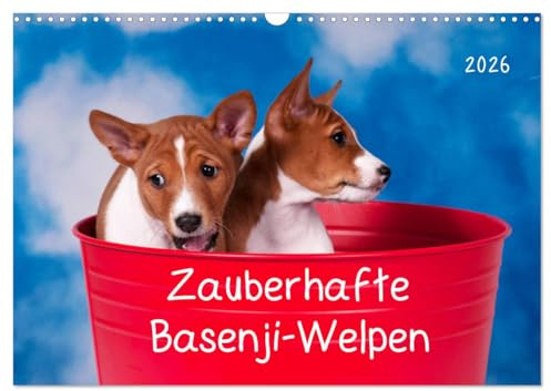 Zauberhafte Basenji-Welpen (Wandkalender 2026 DIN A3 quer), CALVENDO Monatskalender: Niedliche Welpenfotos der Rasse Basenji (CALVENDO Tiere)