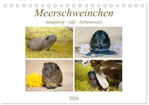 MEERSCHWEINCHEN neugierig - süß - liebenswert (Tischkalender 2026 DIN A5 quer), CALVENDO Monatskalender: Glatthaar-Meerschweinchen (CALVENDO Tiere)