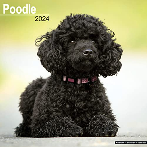 Poodle - Pudel 2024 - 16-Monatskalender: Original Avonside-Kalender [Mehrsprachig] [Kalender] (Wall-Kalender)