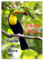 Costa Rica - Fauna & Flora (Wandkalender 2025 DIN A4 hoch), CALVENDO Monatskalender: Costa Rica - Ein Naturparadies der Erde mit atemberaubender Fauna & Flora. (CALVENDO Natur)