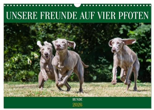 Unsere Freunde auf vier Pfoten - Hunde (Wandkalender 2026 DIN A3 quer), CALVENDO Monatskalender: 13 traumhafte Fotos von kleinen und großen Rassehunden begleiten Sie durch das Jahr (CALVENDO Tiere)