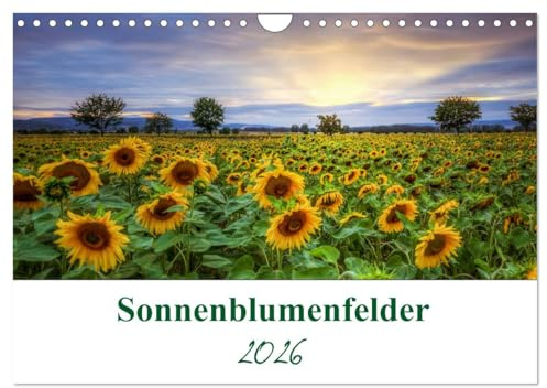 Sonnenblumenfelder (Wandkalender 2026 DIN A4 quer), CALVENDO Monatskalender: Sonnenblumen sind Blumen, die das Leuchten der Sonne zeigen. (CALVENDO Natur)