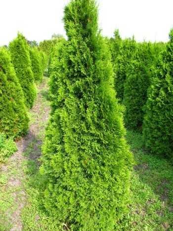 Smaragd Lebensbaum Thuja occidentalis Smaragd 40-50 cm hoch im 2 Liter Pflanzcontainer