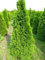 Smaragd Lebensbaum Thuja occidentalis Smaragd 40-50 cm hoch im 2 Liter Pflanzcontainer