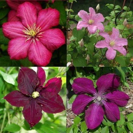 Rosso (clematidi Combinazioni) - 4 Vasi 1,5 litro (Pianta rampicante - 4 Clematidi - Pianta adulta) - Pergola, Balconi e terrazze | ClematisOnline