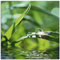 ARTland Wanddeko Glasbilder Wandbild Glas Bild einteilig 50x50 cm Quadratisch Natur Botanik Pflanzen Gräser Wassertropfen Gras Sommer Sonne Grün T5SE