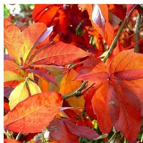 selbstklimmender Mauerwein 'Engelmannii' (Parthenocissus quinquefolia 'Engelmannii') - Rot und Winterhart - 1.5 Liter Topf | ClematisOnline Kletterpflanzen & Blumen