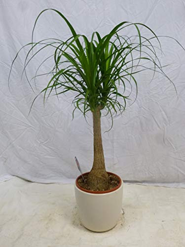 [Palmenlager] XL Nolina beaucarnea Elefantenfuß 100 cm // Zimmerpflanze