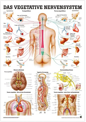 Sport-Tec Vegetatives Nervensystem Lehrtafel Anatomie 100x70 cm medizinische Lehrmittel