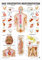 Sport-Tec Vegetatives Nervensystem Lehrtafel Anatomie 100x70 cm medizinische Lehrmittel
