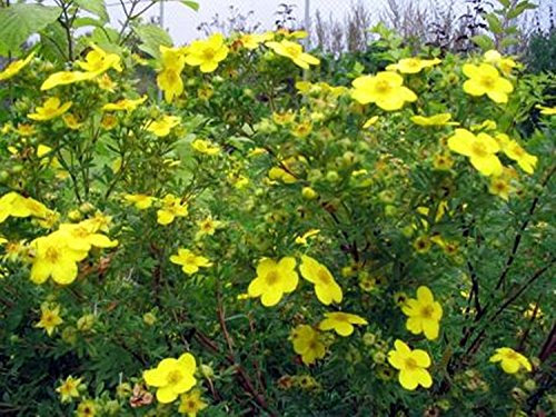 Semi di fiore giallo tormentilla (Potentilla erecta) da agricoltura biologica perenne