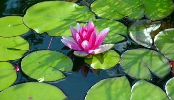 15 winterharte Uferpflanzen + 1 Seerose Farbwahl