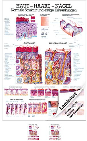 Rüdiger Haut-Haare-Nägel Lehrtafel Anatomie 100x70 cm medizinische Lehrmittel