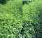 Mühlan Wasserpflanzen 50 Stecklinge Zierjohannisbeere für 10 Meter Hecke