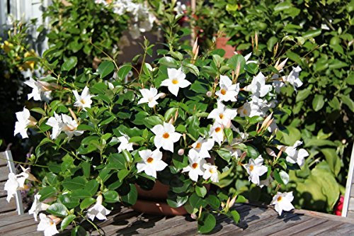 1 PIANTA DI DIPLADENIA BIANCA VASO 14CM SEMPREVERDI E RAMPICANTI MANDEVILLA