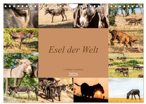 Esel der Welt - Lieblings Langohren (Wandkalender 2026 DIN A4 quer), CALVENDO Monatskalender: Seltene Eselrassen der Kulturen (CALVENDO Tiere)