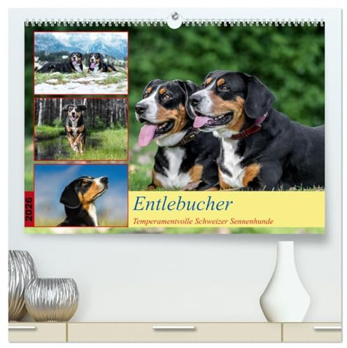Entlebucher - Temperamentvolle Schweizer Sennenhunde (hochwertiger Premium Wandkalender 2026 DIN A2 quer), Kunstdruck in Hochglanz: Entlebucher, der ... 4 Schweizer Sennenhundrassen (CALVENDO Orte)