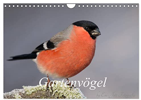 Vögel aus dem Garten (Wandkalender 2026 DIN A4 quer), CALVENDO Monatskalender: Vögel aus dem Garten in Bildern dargestellt (CALVENDO Tiere)