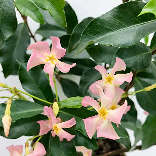 Bloomique - Lot de 2 - Trachelospermum jasminoides - Jasmin étoilé rose - Plantes grimpantes - Plantes de jardin - Persistantes - Rustiques - 50-70 cm de haut - Pot 15 cm