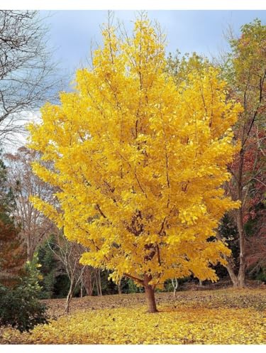 Ginkgo biloba pianta in vaso ø19 h. 150/200 cm Vivaio di Castelletto