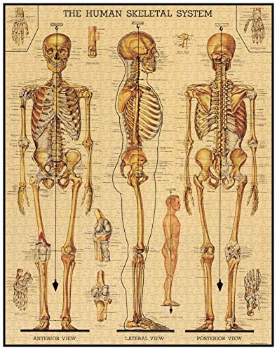 Cavallini PZL/SKL Skeletal System 1,000 Piece Puzzle, Mehrfarbig/Meereswellen (Ocean Tides), 1000