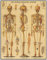 Cavallini PZL/SKL Skeletal System 1,000 Piece Puzzle, Mehrfarbig/Meereswellen (Ocean Tides), 1000