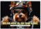 Der humoristische Yorkshire Terrier Kalender (Wandkalender 2025 DIN A3 quer), CALVENDO Monatskalender: Das ideale Geschenk für Yorkshire Terrier ... glücklich zu machen. (CALVENDO Tiere)