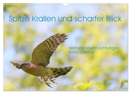 Spitze Krallen und scharfer Blick - Verhalten Sperber (Wandkalender 2026 DIN A3 quer), CALVENDO Monatskalender: Gezeigt werden Verhaltenssituationen eines Sperberbrutpaares. (CALVENDO Tiere)
