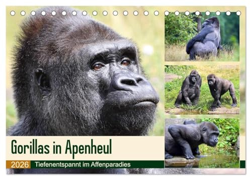 Flachlandgorillas in Apenheul (Tischkalender 2026 DIN A5 quer), CALVENDO Monatskalender: Gorilla-Siesta im Affenparadies (CALVENDO Tiere)