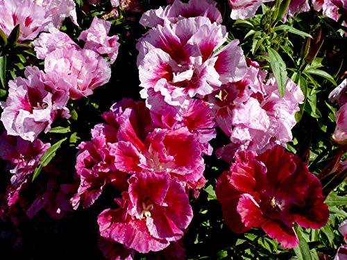 250 Godetia Whitneyi Seeds - Azalea Double Mixed - Clarkia Amoena - 250 Seeds