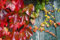 50 Graines Parthenocissus tricuspidata, Boston Ivy, Japanese Creeper seeds
