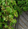 Kiwi Weiki weiblich 100-125cm - Actinidia arguta