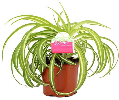 Chlorophytum Bonnie - Curly Spider Plant - Indoor Houseplant for Home or Office - Potted Trailing Plants for Small Spaces - Bright Green and White Foliage Leaves (40-50cm Incl. Pot)