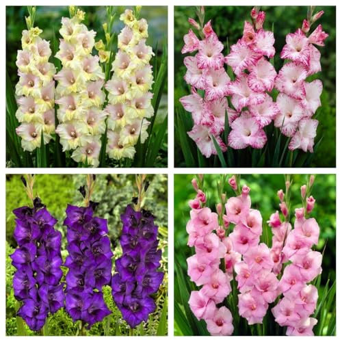 Bulbi di giacinto/Piante di giacinto/Muscari/piccoli e carini/Decorazione del balcone/Piantagione in giardino-f-6 bulbi