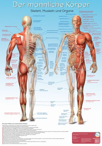 Lernposter Anatomie - Der männliche Körper: Der männliche Körper mit Skelett, Muskeln und Organen